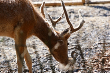 cerf en train de manger