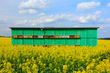 Fototapeta na wymiar beehive in truck on the field of blooming colza