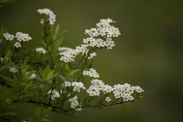 White flowers blossoming in spring or summer time, natural vintage background