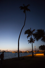 Palm trees over sunset in Miami