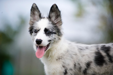 Border Collie Welpe