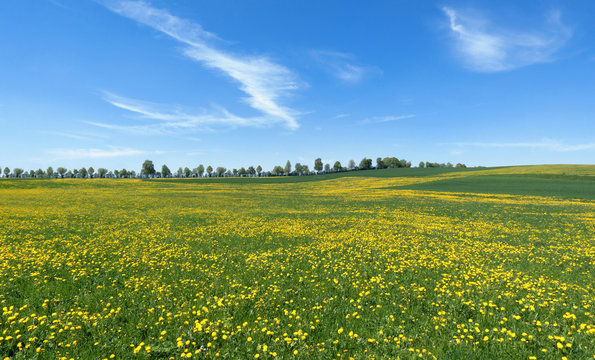 Ländliche Landschaft im Frühling mit großer Blumenwiese  