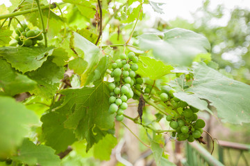 unripe green grapes