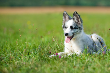 Liegender Border Collie Welpe