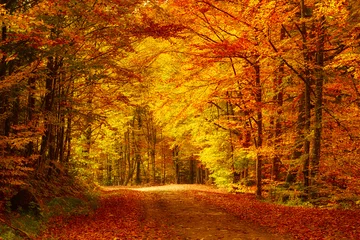 Door stickers Trees Beautiful sunny autumn landscape with fallen dry red leaves, road through the forest and yellow trees