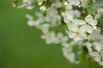 Blossoming of cherry flowers in spring time with green leaves, floral frame