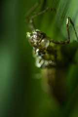 Dragonfly Nymph On Leaf