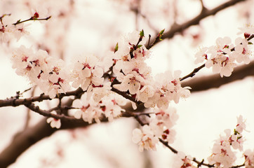 Blossoming of the apricot tree in spring time with white beautiful flowers. Macro image with copy space. Natural seasonal background.