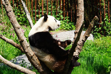 Obraz premium Panda assis dans un arbre