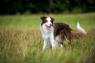 Border Collie Rüde steht in einer Wiese