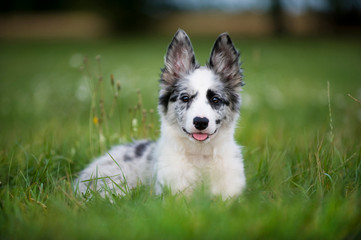 Border Collie Welpe liegt in einer Wiese
