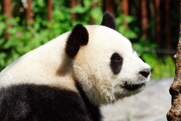 Obraz premium Panda géant au Zoo de Pairi Daiza