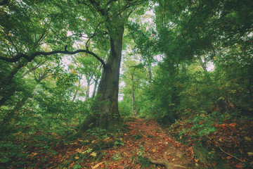 Beautiful vintage autumn landscape with fallen dry red maple leaves and green beech trees