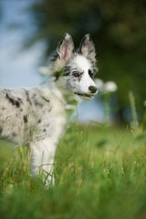 Border Collie Welpe
