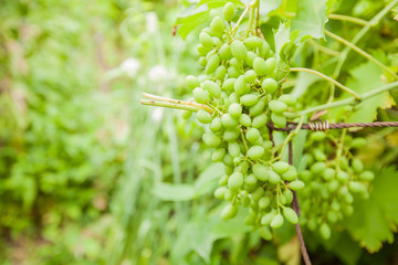 unripe green grapes