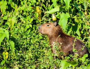 A Capybara in the Pantanal.