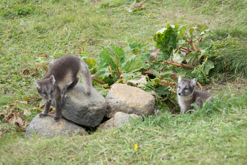 Polarfuchs-Nachwuchs im Hochland im Nord-Osten Islands