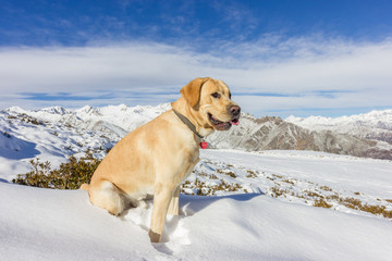 labrador nella neve