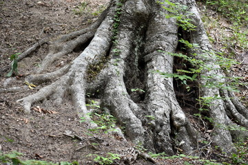 Tree roots on hill with graffiti Nags Head Woods