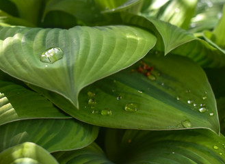 Obraz premium Hosta leaf in shade with droplet of water