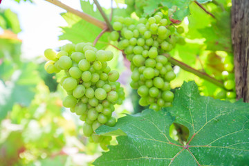 unripe green grapes