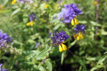 Fototapeta premium blue wildf lowers