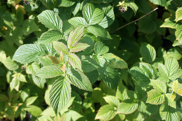 Fototapeta na wymiar raspberry and Rowan leaves