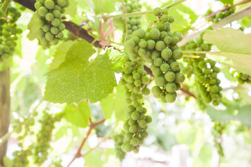 unripe green grapes