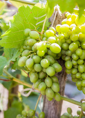unripe green grapes