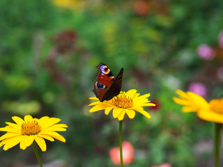 Beautiful butterfly on yellow chamomile