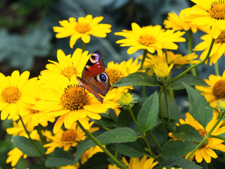 Beautiful butterfly on yellow chamomile