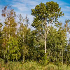 Deciduous trees on the shore in front of a blue sky