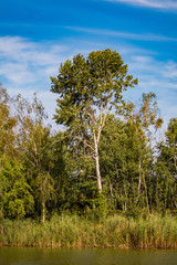 Obraz premium Deciduous trees on the shore in front of a blue sky