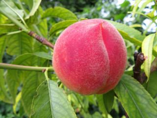Ripe peach fruit growing on a branch, close-up. Sunny peach orchard in summer