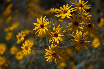 Bunch of yellow daisy flowers