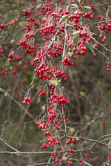Ripe berries of hawthorn hang on branches