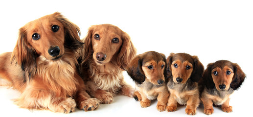 two longhair purebred dachshunds dogs and their puppies. 