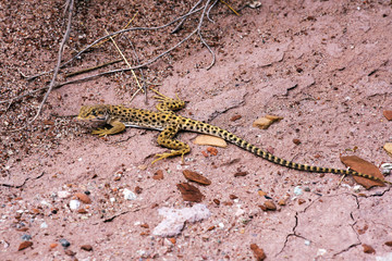 Leopard Lizard