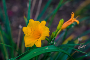 Yellow Day Lily Bloom
