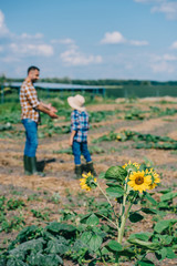 Naklejka na ściany i meble beautiful blooming sunflowers and father with son working on farm behind