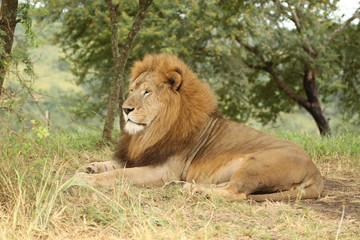 Lion laying by tree
