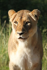 Female lion portrait