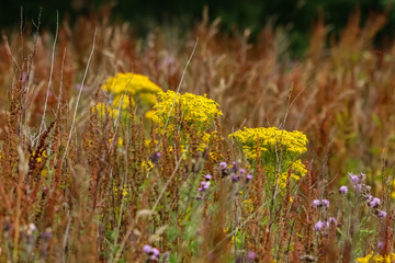 Obraz premium wild flowers