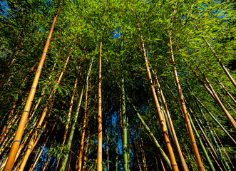 Bamboo green and yellow stocks