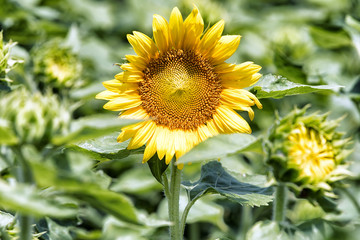 The Beauty Among Others