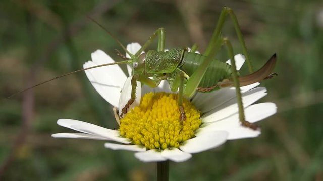 Sauterelle sur fleur.