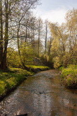 Fototapeta premium Parks Russia Summer