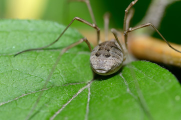 Spider sitting on the grass.