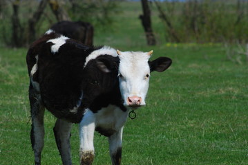 Funny cow on a green summer meadow