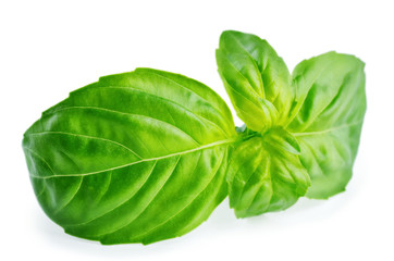 Fototapeta premium Fresh Basil leaf